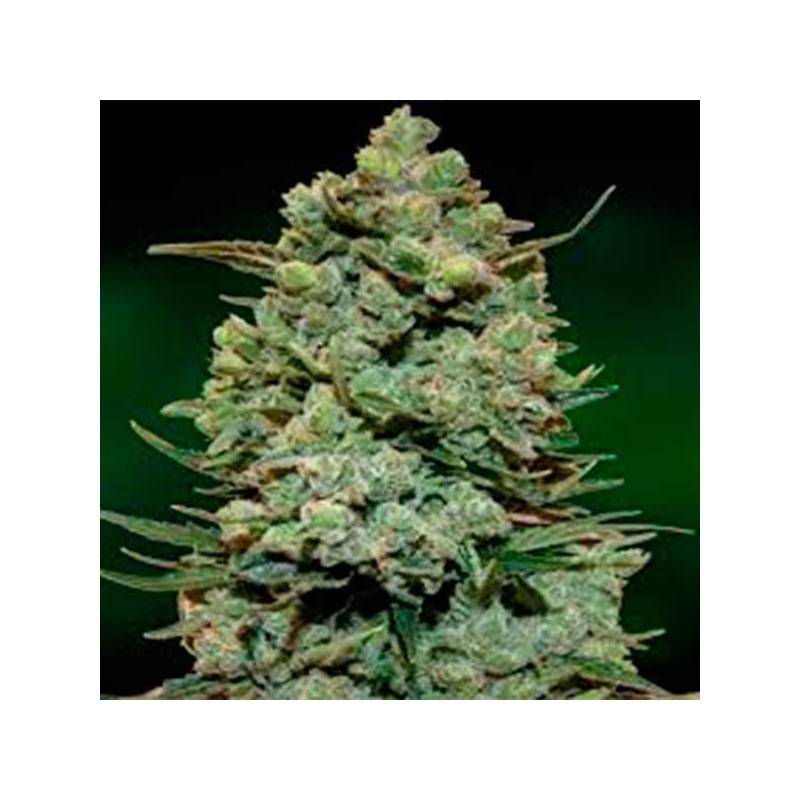 Cookies Kush Cookies Kush