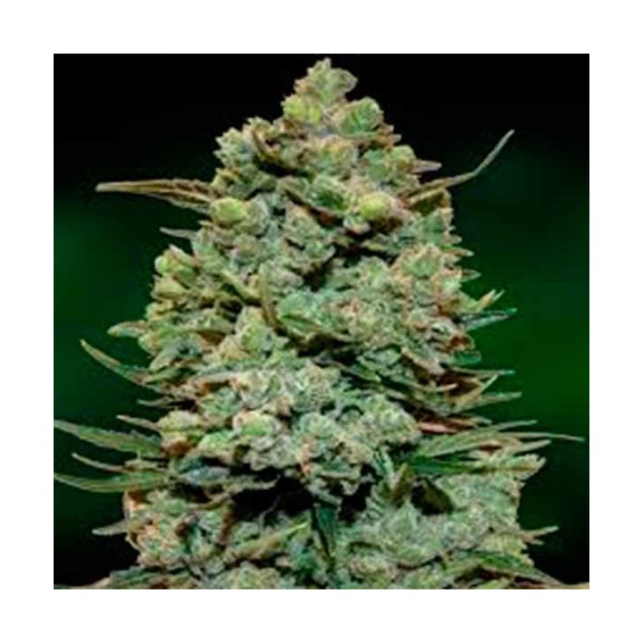 Cookies Kush Feminizada de Barney's Farm