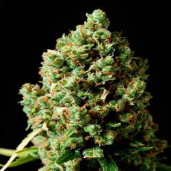 Critical Kush Feminizada de Barney's Farm