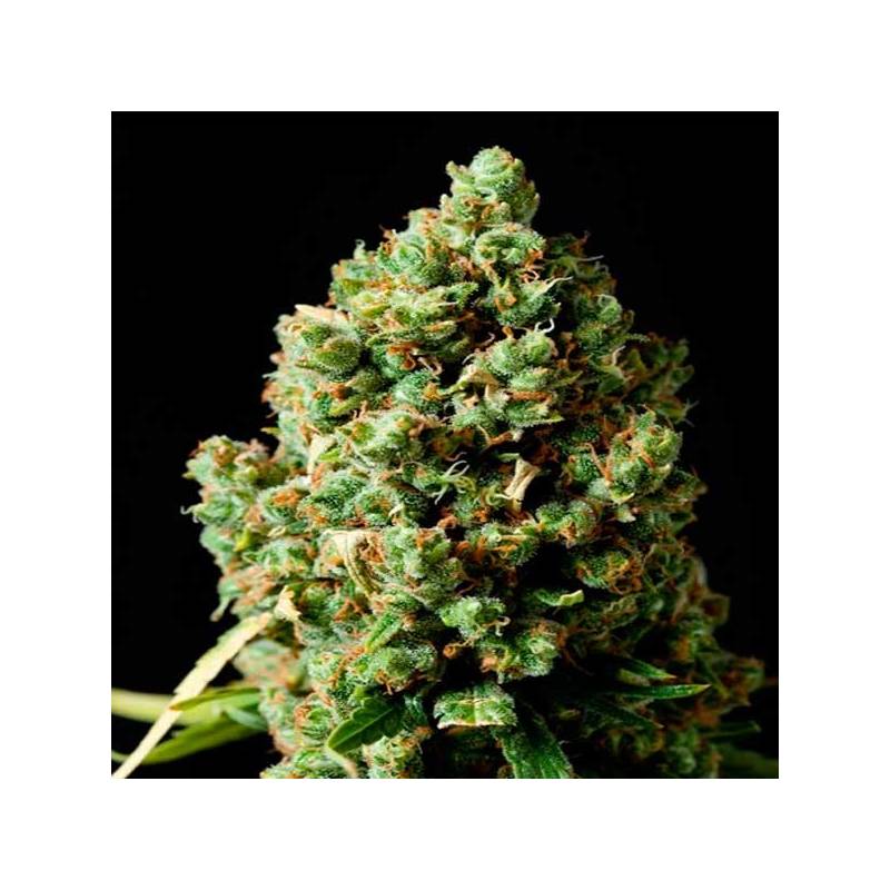 Critical Kush Feminizada de Barney's Farm