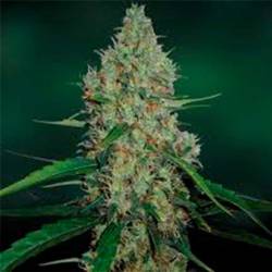 G13 Haze Feminizada de Barney's Farm