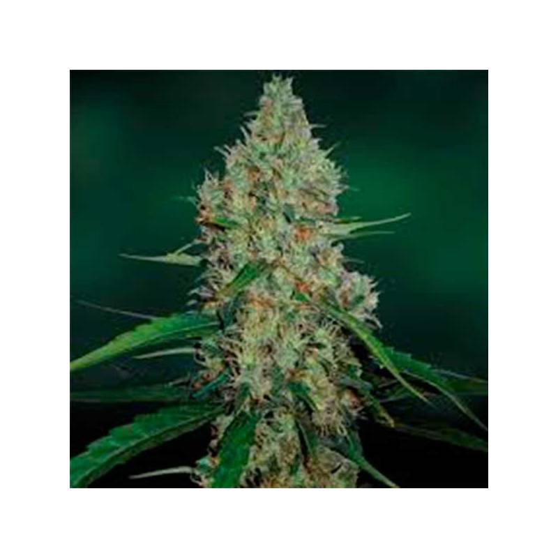 G13 Haze Feminizada de Barney's Farm