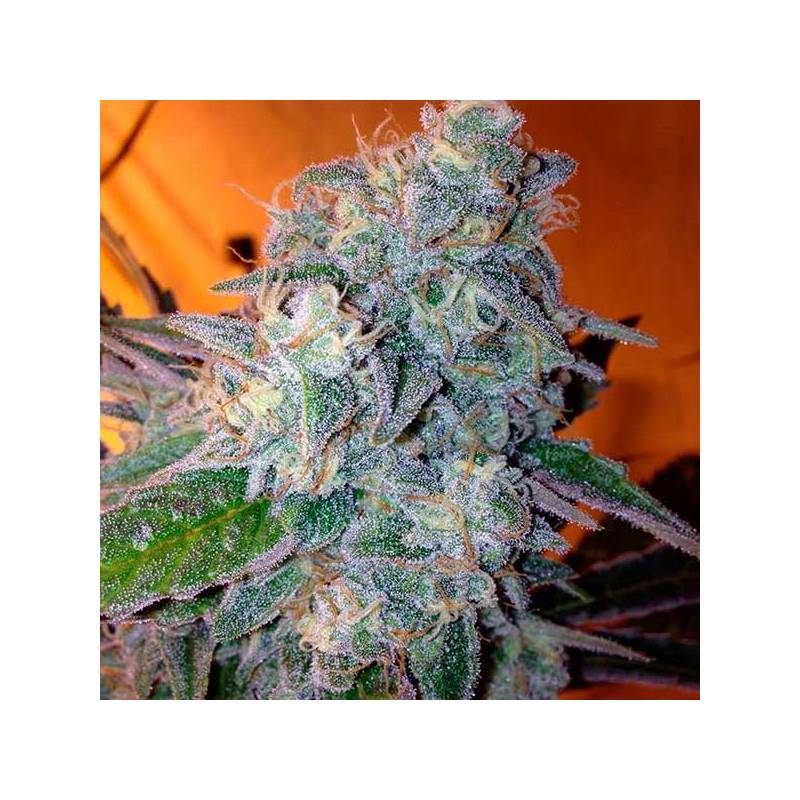 Liberty Haze Feminizada de Barney's Farm