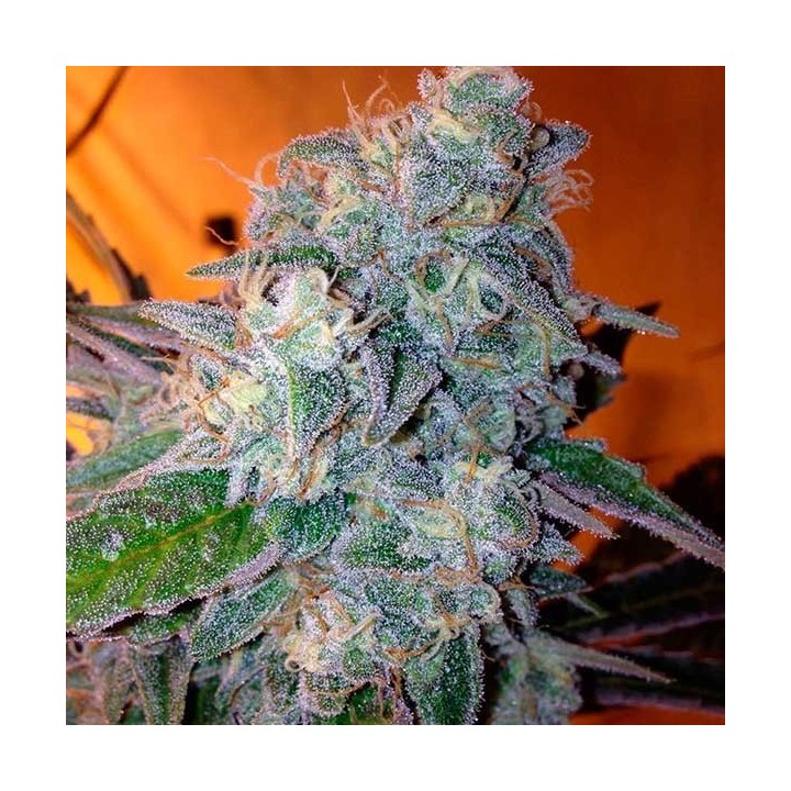 Liberty Haze Feminizada de Barney's Farm