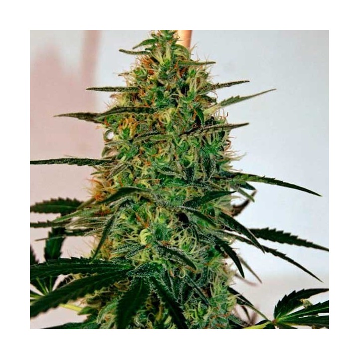 Malana Bomb Autofloreciente Feminizada de Barney's Farm