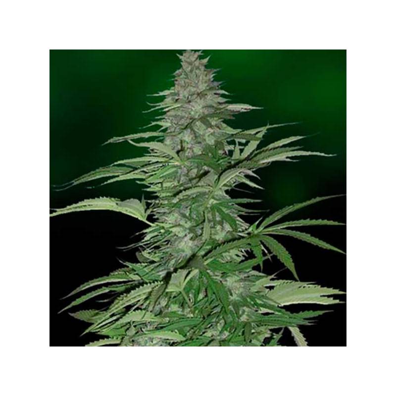 Morning Glory Feminizada de Barney's Farm Morning Glory Feminizada de Barney's Farm