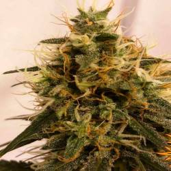 Pineapple Chunk Feminizada de Barney's Farm