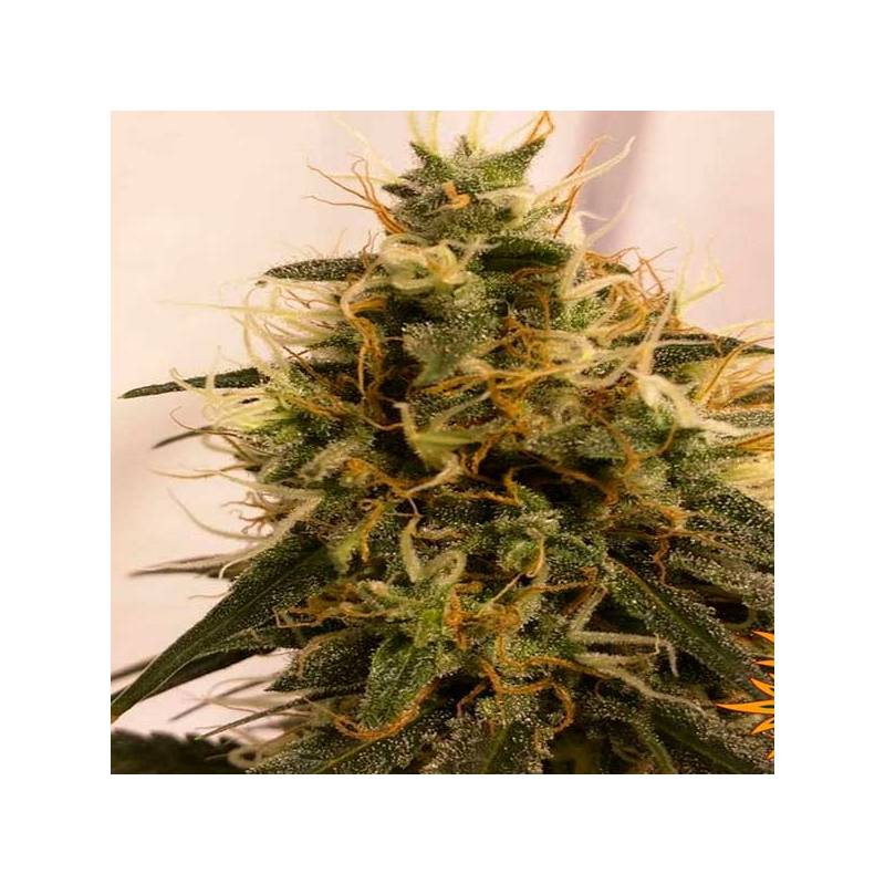 Pineapple Chunk Feminizada de Barney's Farm