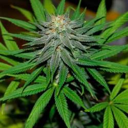 Pineapple Express Autofloreciente Feminizada de Barney's Farm