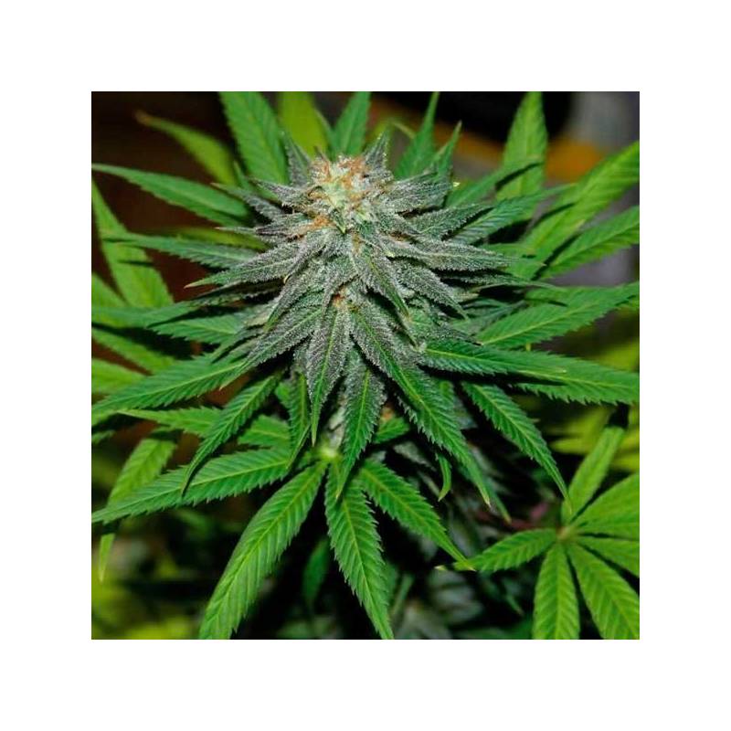 Pineapple Express Autofloreciente Feminizada de Barney's Farm