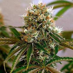 Red Cherry Berry Feminizada de Barney's Farm