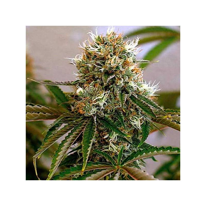 Red Cherry Berry Feminizada de Barney's Farm Red Cherry Berry Feminizada de Barney's Farm