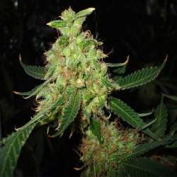 Red Diesel Feminizada de Barney's Farm