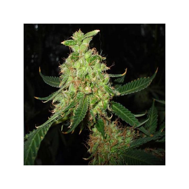 Red Diesel Feminizada de Barney's Farm