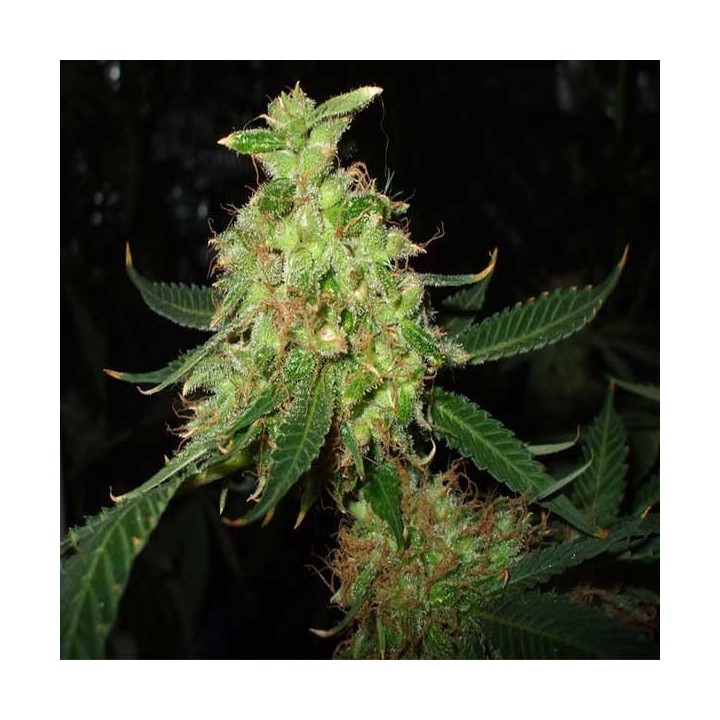 Red Diesel Feminizada de Barney's Farm