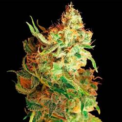 Red Dragon Feminizada