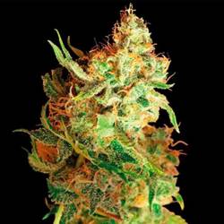 Red Dragon Feminizada de Barney's Farm