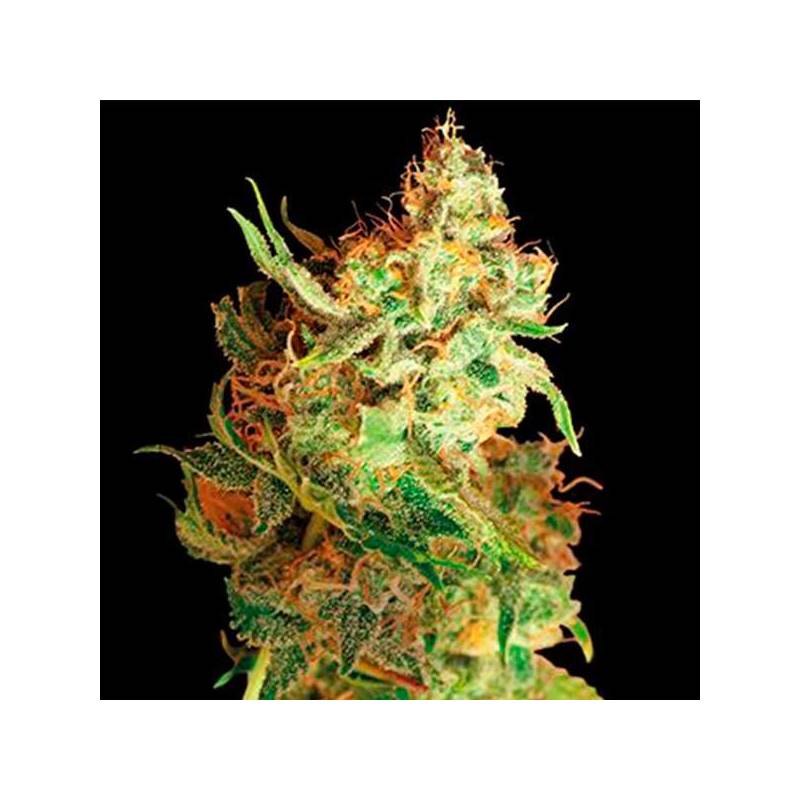 Red Dragon Feminizada de Barney's Farm Red Dragon Feminizada de Barney's Farm