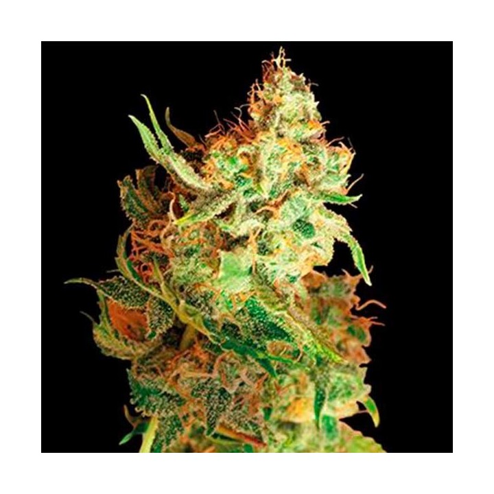 Red Dragon Feminizada de Barney's Farm