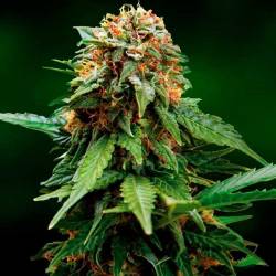 Tangerine Dream Feminizada de Barney's Farm