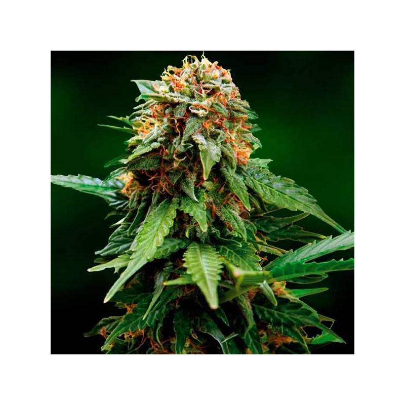 Tangerine Dream Feminizada de Barney's Farm