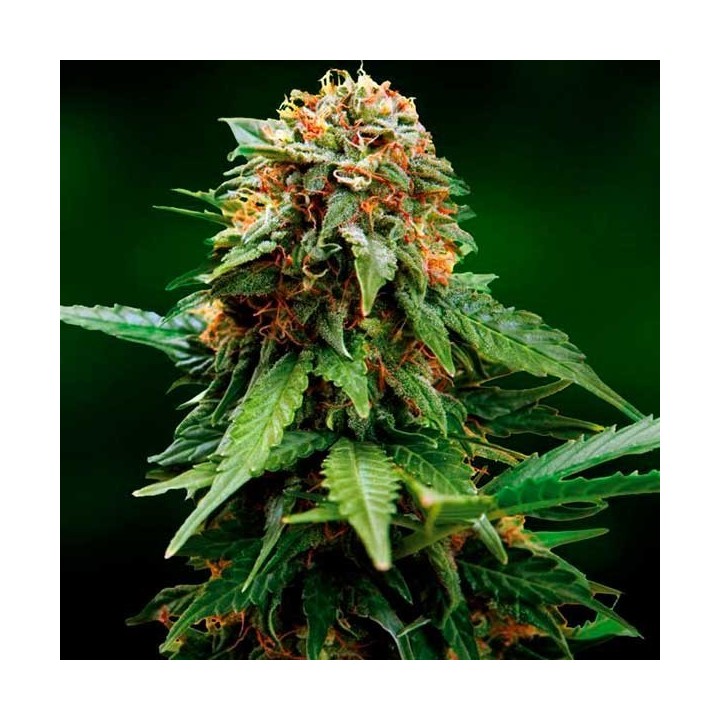Tangerine Dream Feminizada de Barney's Farm