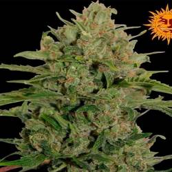 Triple Cheese Feminizada de Barney's Farm