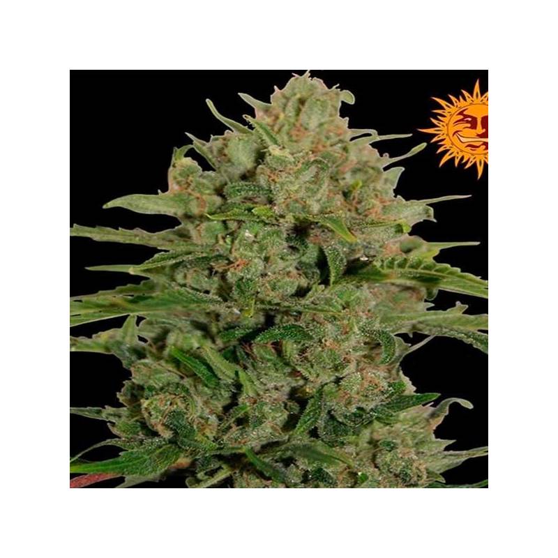 Triple Cheese Feminizada de Barney's Farm Triple Cheese Feminizada de Barney's Farm