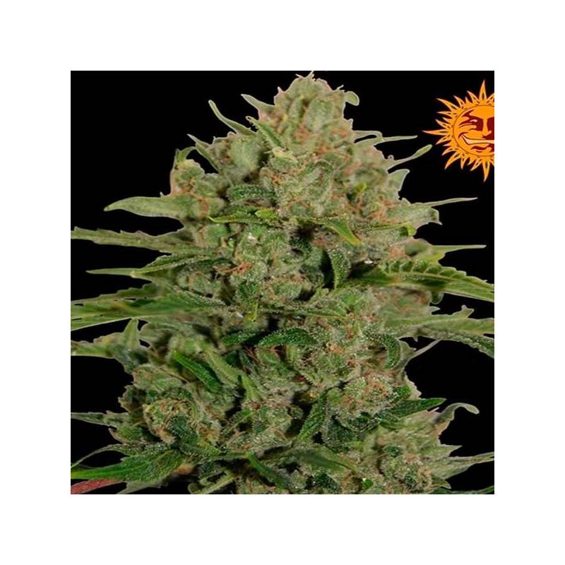 Triple Cheese Feminizada de Barney's Farm