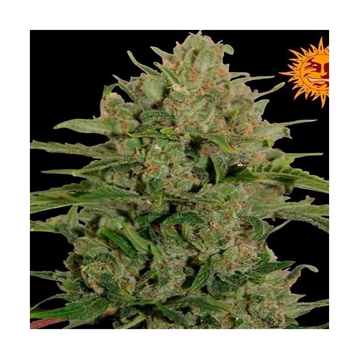 Triple Cheese Feminizada de Barney's Farm