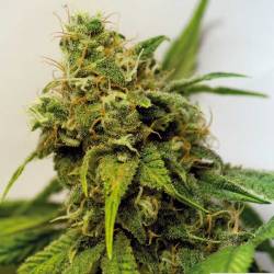 Utopia Haze Feminizada