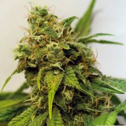 Utopia Haze Feminizada de Barney's Farm