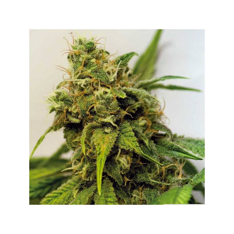 Utopia Haze Feminizada de Barney's Farm