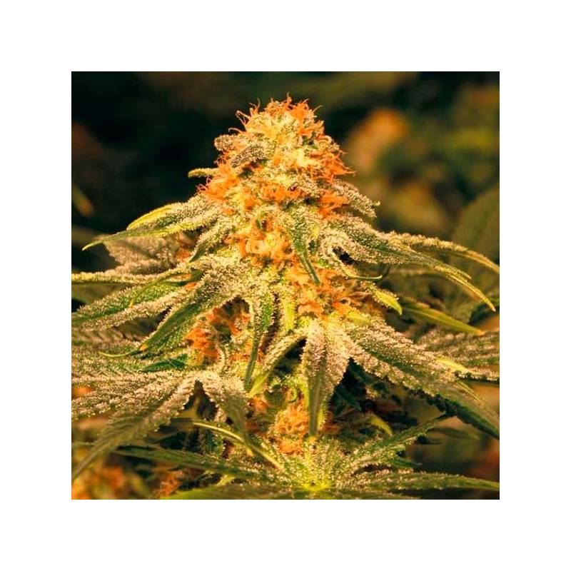 Vanilla Kush Feminizada de Barney's Farm