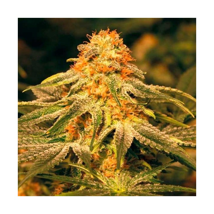 Vanilla Kush Feminizada de Barney's Farm