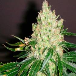 Violator Kush Feminizada de Barney's Farm