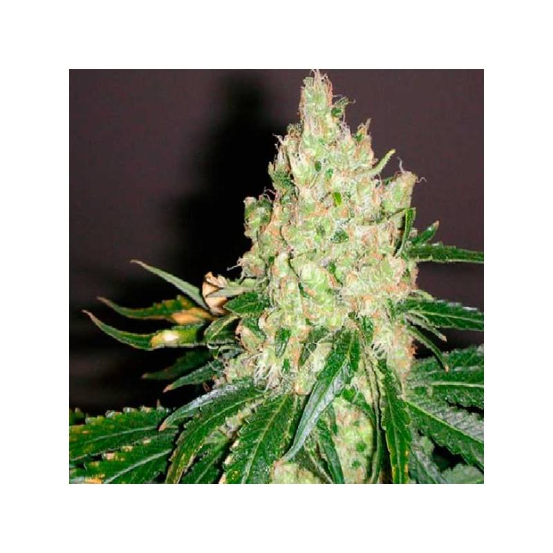 Violator Kush Feminizada de Barney's Farm Violator Kush Feminizada de Barney's Farm