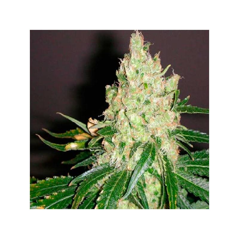 Violator Kush Feminizada de Barney's Farm