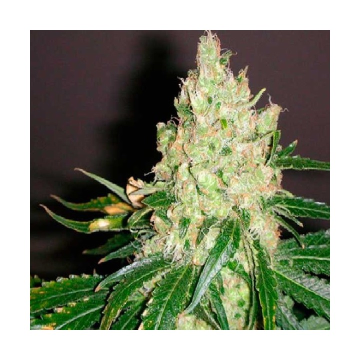 Violator Kush Feminizada de Barney's Farm