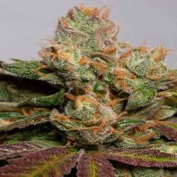 707 Truthband By Emerald Mountain Feminizada de Humboldt Seeds