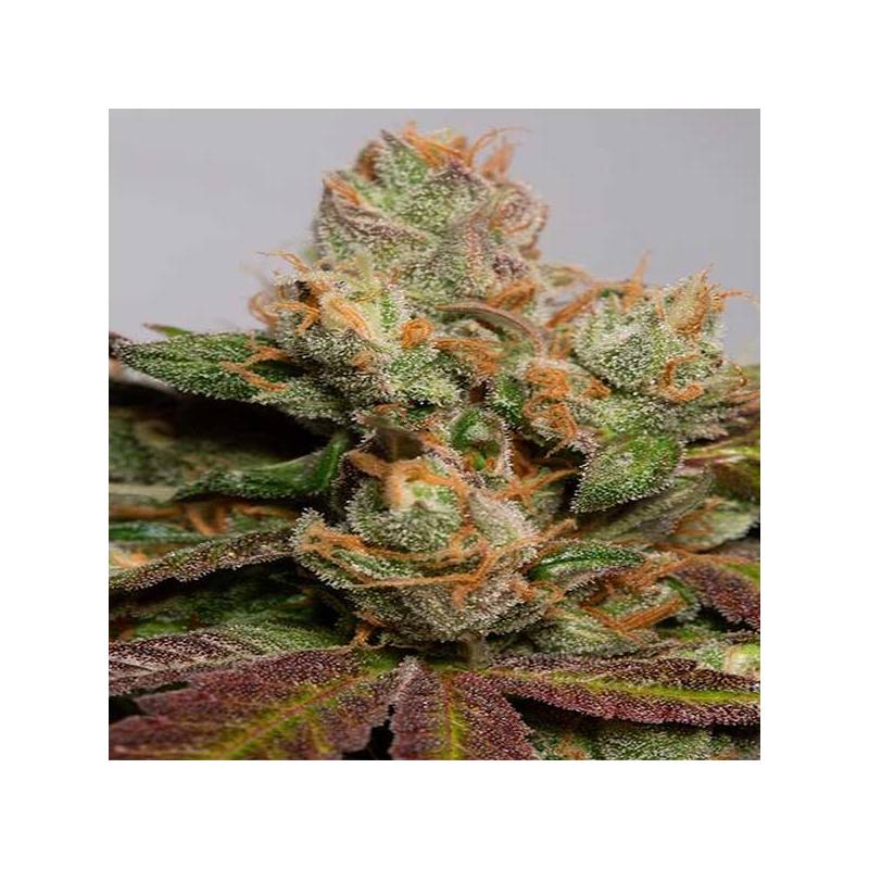 707 Truthband By Emerald Mountain Feminizada de Humboldt Seeds 707 Truthband By Emerald Mountain Feminizada de Humboldt Seeds