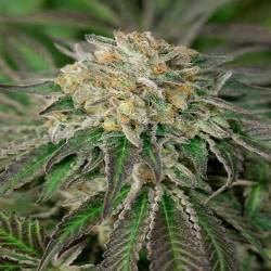 Amherst Sour Diesel Feminizada de Humboldt Seeds