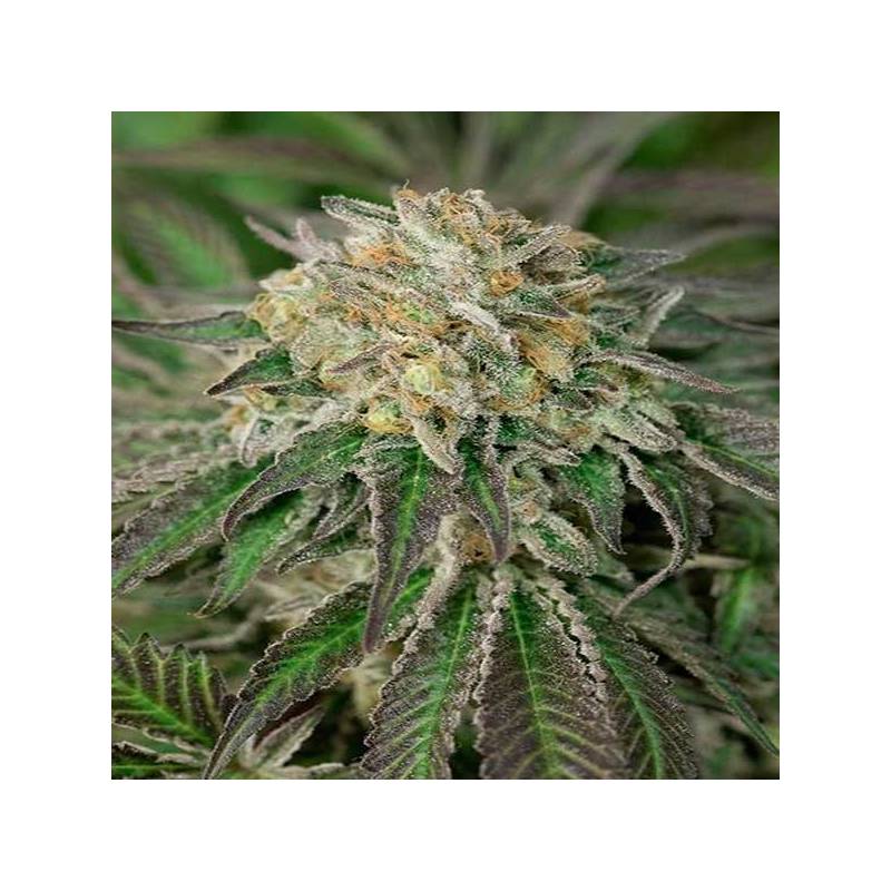 Amherst Sour Diesel Feminizada de Humboldt Seeds