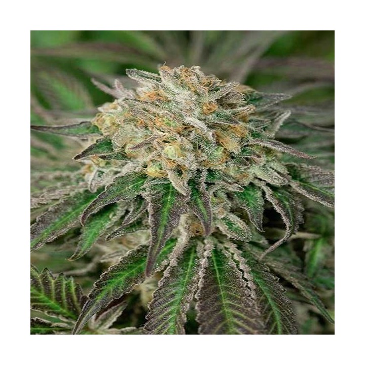 Amherst Sour Diesel Feminizada de Humboldt Seeds