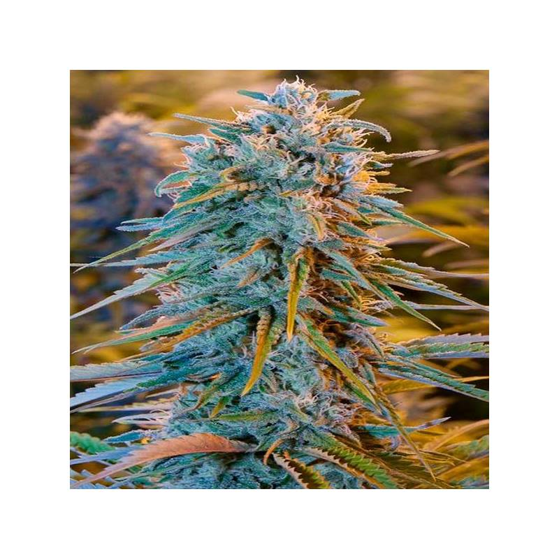 Blue Dream Feminizada de Humboldt Seeds