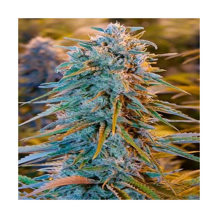Blue Dream Feminizada de Humboldt Seeds