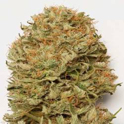 Blue Dream Autofloreciente Feminizada de Humboldt Seeds