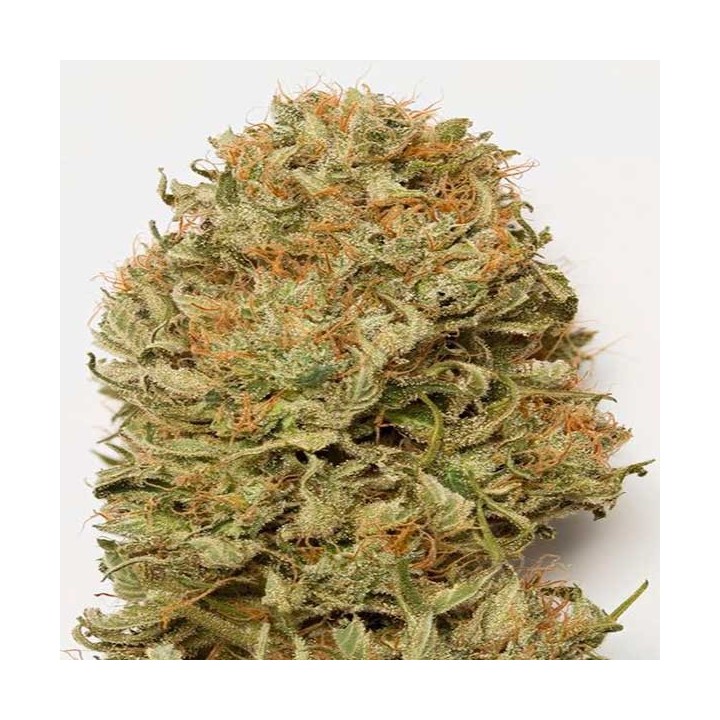 Blue Dream Autofloreciente Feminizada de Humboldt Seeds