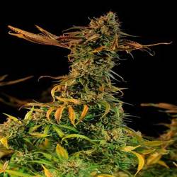 Blueberry Headband Feminizada de Humboldt Seeds