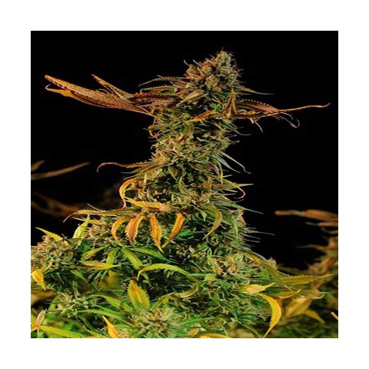 Blueberry Headband Feminizada de Humboldt Seeds